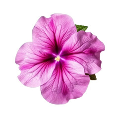  petunia flowers isolated with clipping path included