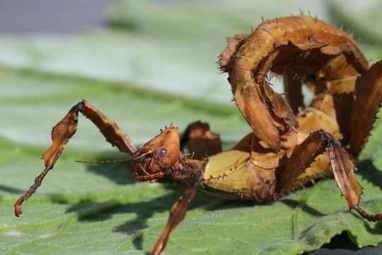 phasme scorpion ou tiare