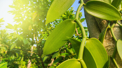 closeup Green vanilla bean plant growing on tied tree, optical flair bokeh background