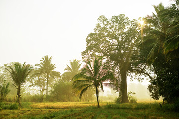 Obraz premium Coconut Trees In Fog of Morning.