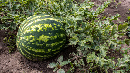 Watermelon ripens in the field