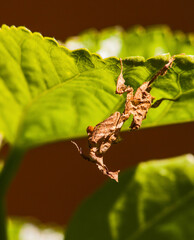 Ghost mantis (Phyllocrania paradoxa) 13367