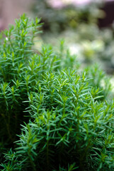 Thuja occidentalis teddy green plant in the garden