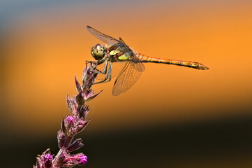 Dragonfly Sympetrum striolatum aka common darter is sitting on the violet flower. Isolated on...