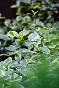 Leaves of the beresklet plant in the garden