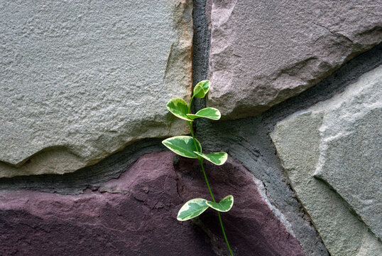Leaves of the beresklet plant winds up the stone fence in the garden. Nature minimal background concept. Environmental preservation and planet care. Copy space. Space for text