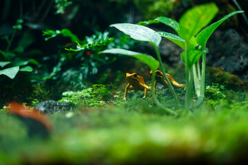 Golden dart frog (Phyllobates terribilis) poison frog from south america, a popular amphibian pet...
