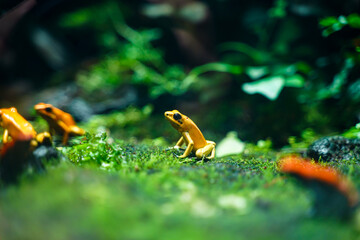 Golden dart frog (Phyllobates terribilis) poison frog from south america, a popular amphibian pet...