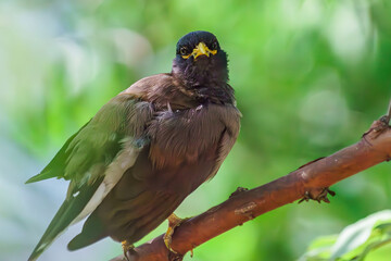 Bird life in the city