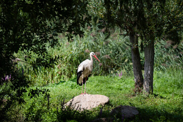 Cigogne blanche en Alsace