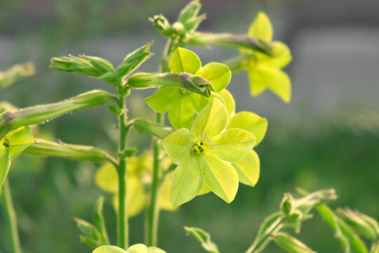 Nicotiana sanderae Lime Flower growing in the Garden. Fragrant Nicotiana alata Blooming. Jasmine, sweet, winged tobacco, tanbaku Persian Blossoming. Limelight color. Nicotiana tabacum green flowers