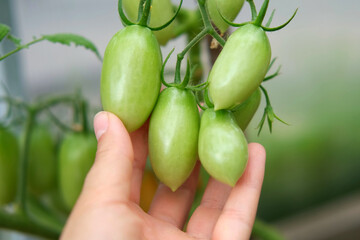Fresh green tomatoes growing and ripening on a brunches. Close-up view of tomato plant with juicy tomato cluster. Homegrown healthy food. Gardening, control and examining harvesting of organic produce