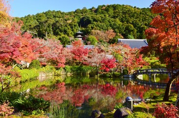 Fototapeta premium 秋の京都・紅葉の永観堂