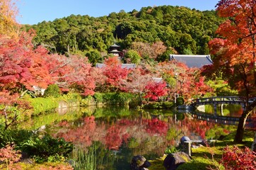 Obraz premium 秋の京都・紅葉の永観堂