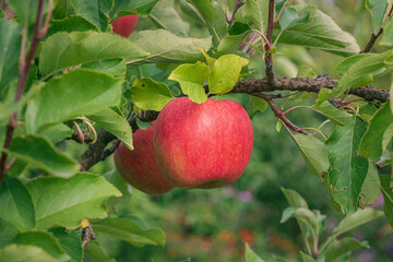 red apples on a branch. red apples on a tree. apples on a tree