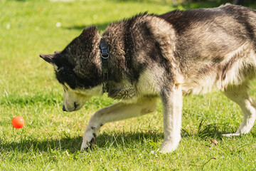 Naklejka na ściany i meble Husky dog ​​playing with a ball on the grass in summer, close-up photo.