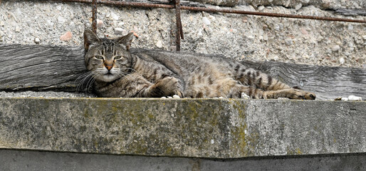 Feral cat , stray cat // Freigänger Hauskatze (Felis catus)