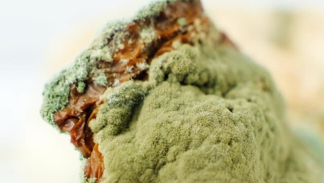 Mold on food macro on a white background. The danger of mold, stale products.