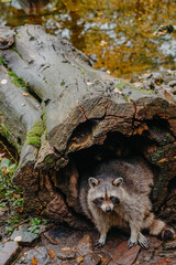Gorgeous raccoon cute peeks out of a hollow in the bark of a large tree. Raccoon (Procyon lotor) also known as North American raccoon sitting hidden in old hollow trunk. Wildlife scene. Habitat North