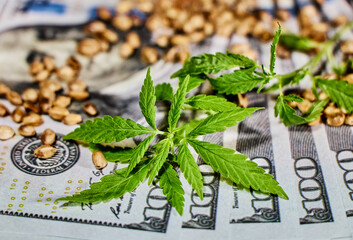 two green branches of marijuana close-up lie on dollar bills with scattered hemp seeds frontally, expensive raw materials, buy cannabis, price for marijuana, legalization, pay, use for relaxation and 