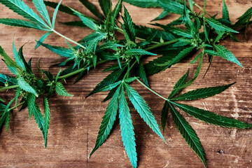 beautiful dark green branch and leaves of cannabis on a shabby old wooden background close up, cbd, biological and ecological hemp, benefit, research, breeding, study