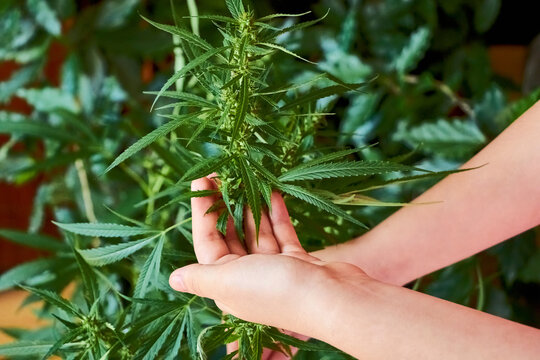 female hands hold a dark green cannabis inflorescence for study, research, relaxation, legalization of marijuana