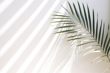 Fototapeta premium White wall background with palm leaves and soft shadow. Empty surface with copy space minimal summer backdrop