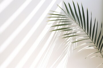 White wall background with palm leaves and soft shadow. Empty surface with copy space minimal summer backdrop