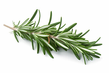 Fototapeta premium a sprig of rosemary on a white surface