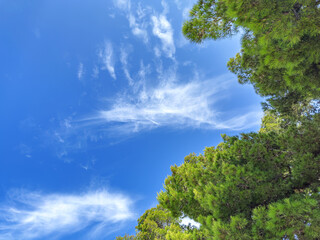 Tops of pine trees against the sky. Bright colors.