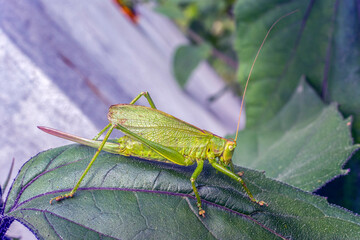 A grasshopper sits on a green leaf close-up on a summer day