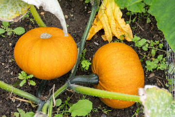 Young orange healthy pumpkins growing in the kitchen garden outside