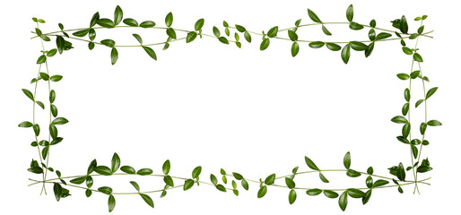 Flat lay. Beautiful square frame made of green branches on a transparent background. Long banner. Top view, copy space
