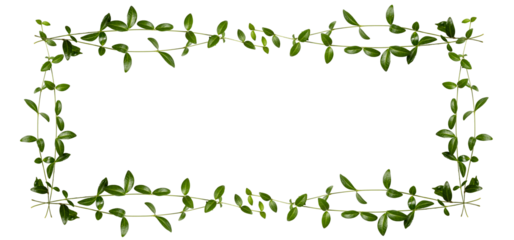 Flat lay. Beautiful square frame made of green branches on a transparent background. Long banner. Top view, copy space
