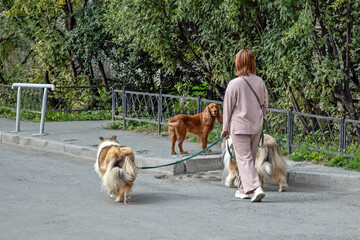 A woman walks three dogs on a summer day