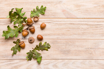 Branch with green oak tree leaves and acorns on colored background, close up top view