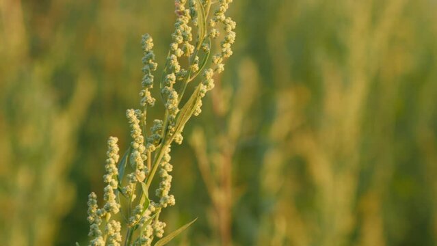 A ragweed flower branch in a field during sunset.