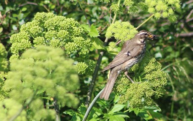 Redwing with fly in beak 