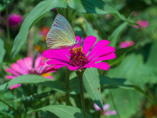 butterflies with pink flower