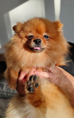 Fototapeta premium Red Pomeranian dog in human hands at home