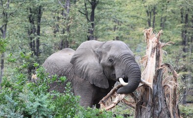 elephant eating a Baobab tree 