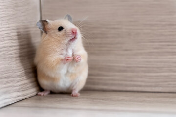 Hamster standing on its hind legs. Hamster hid in the corner