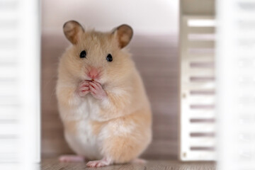 Hamster in a lodge. House for small pet rodents. Exotic animal. The concept of investing in housing, mortgage. Selective focus.