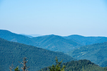 Coniferous forest in the summer mountains