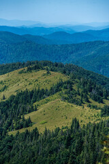 Coniferous forest in the summer mountains