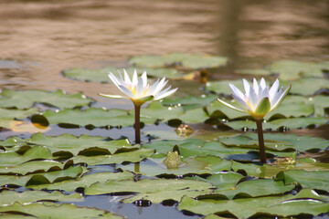 white water lily