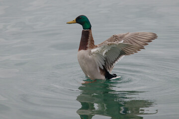 Pato de cuello verde en l agua