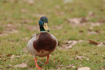 Pato de cuello verde