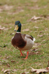 Pato de cuello verde