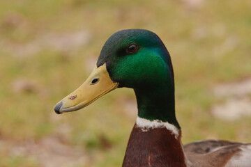Pato de cuello verde